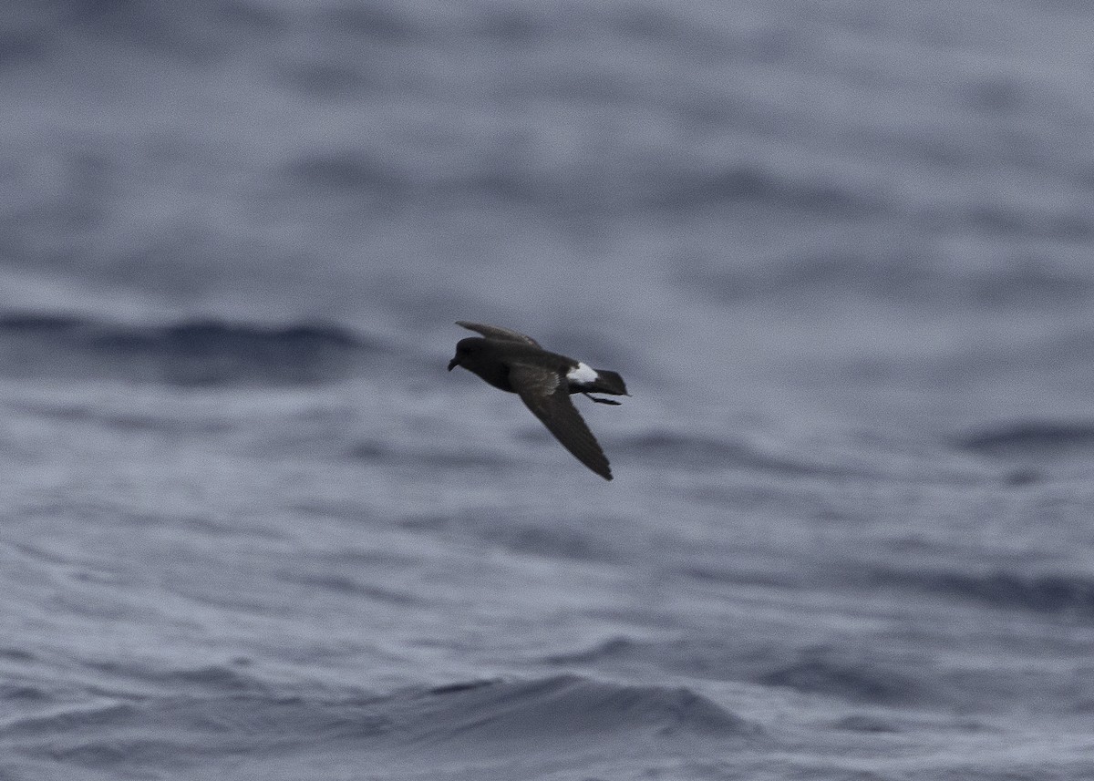 European Storm-Petrel - ML637015996