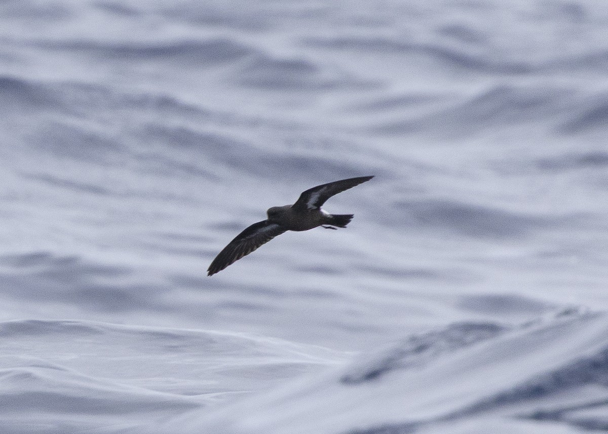 European Storm-Petrel - ML637015997