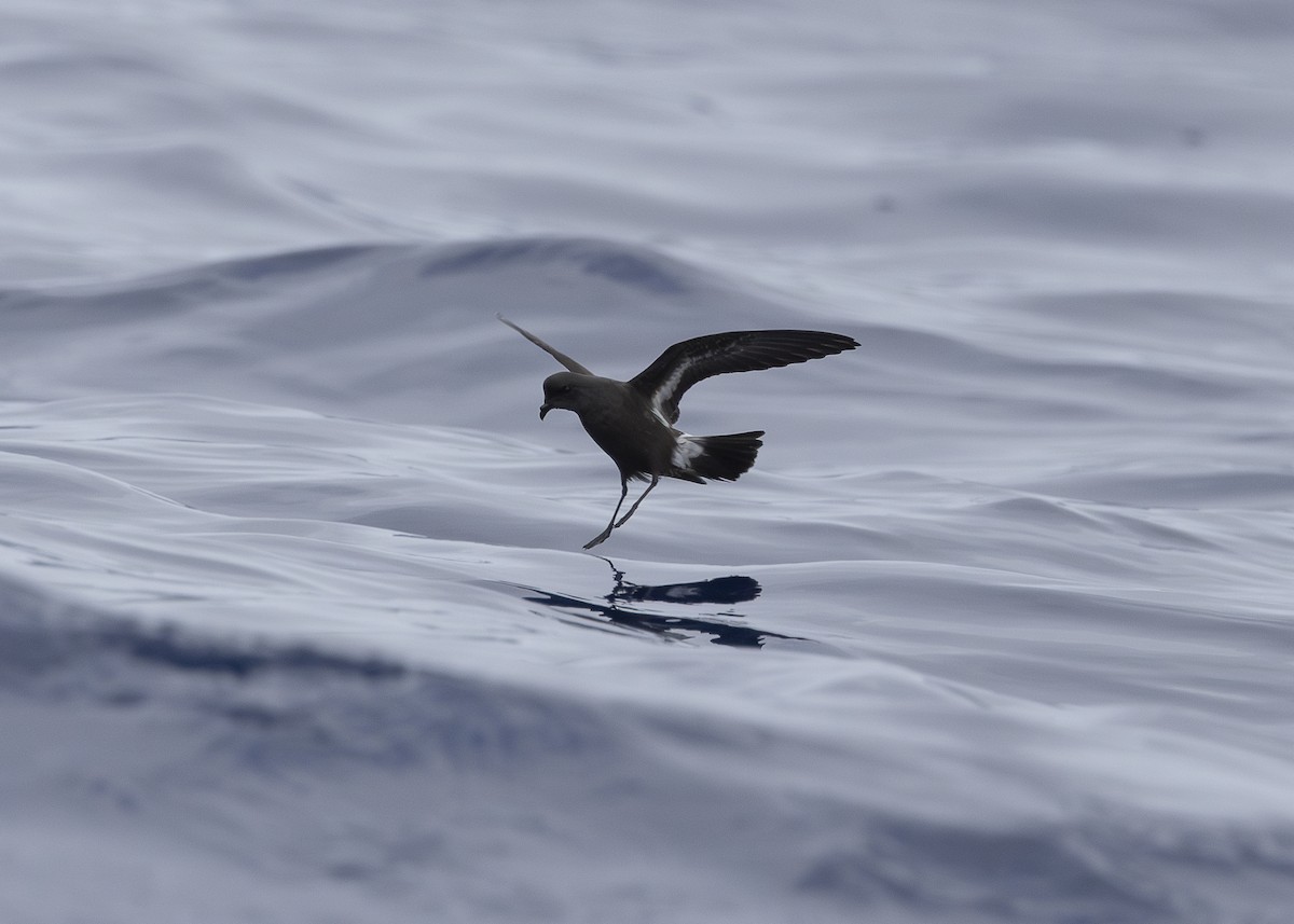 European Storm-Petrel - ML637016002