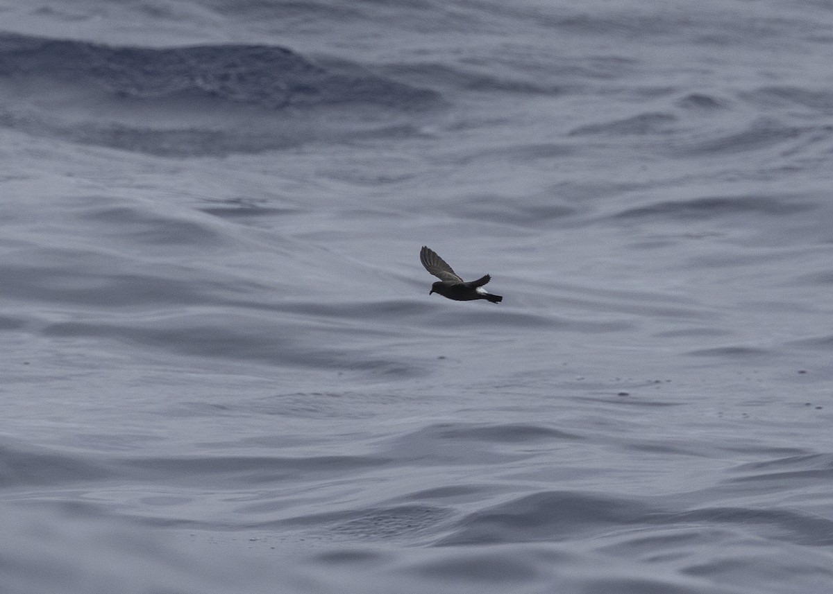 European Storm-Petrel - ML637016003