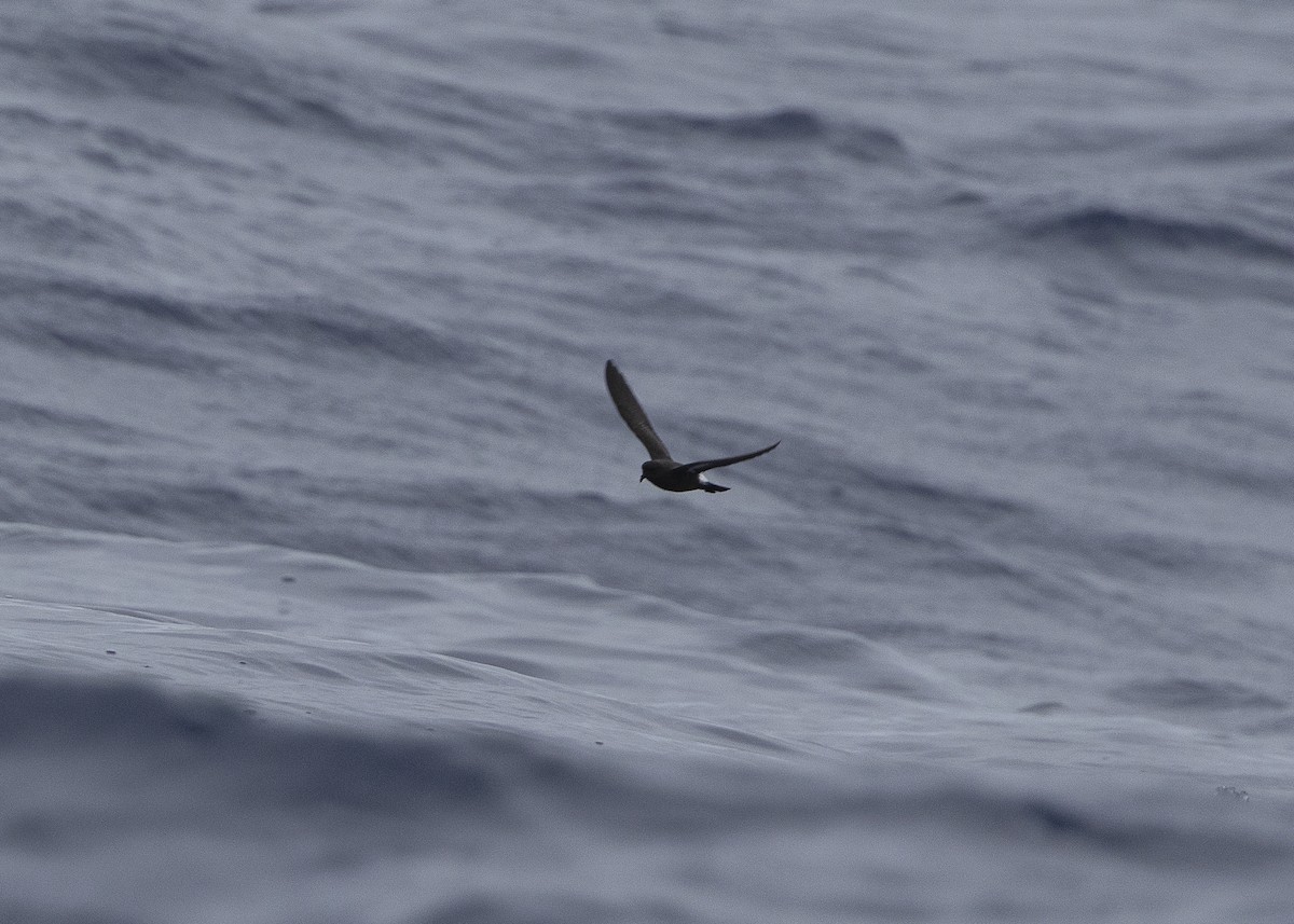European Storm-Petrel - ML637016004