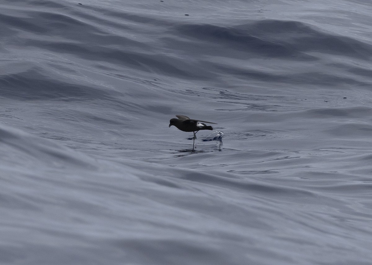 European Storm-Petrel - ML637016005