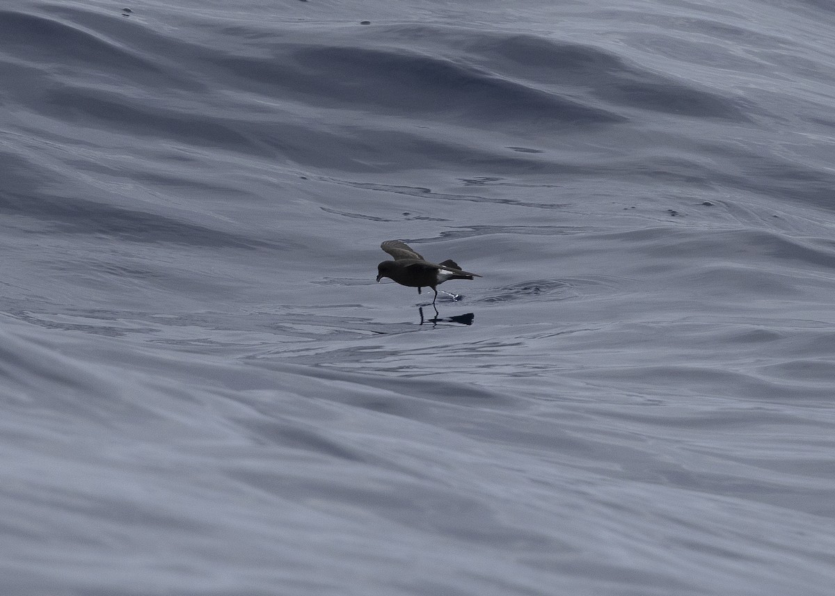 European Storm-Petrel - ML637016006