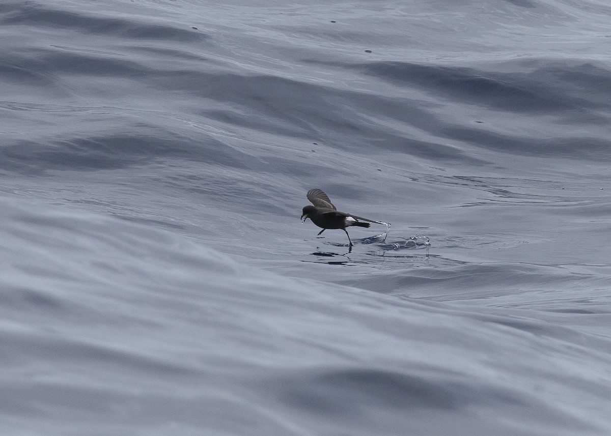 European Storm-Petrel - ML637016007