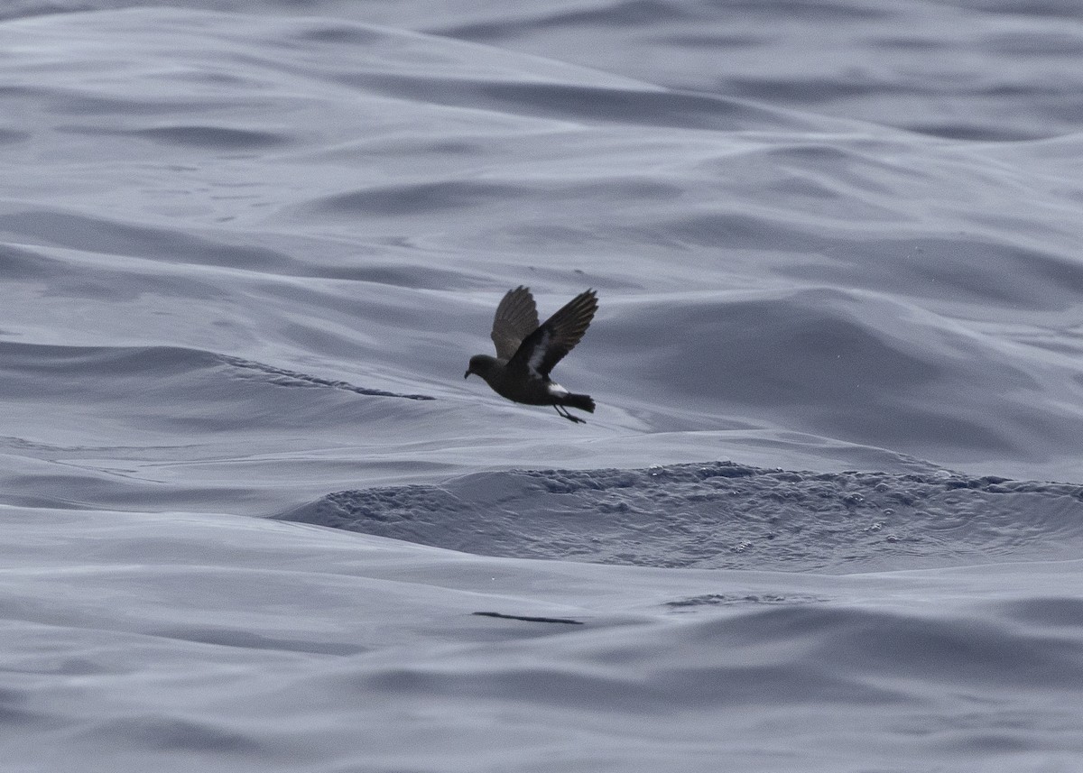 European Storm-Petrel - ML637016008