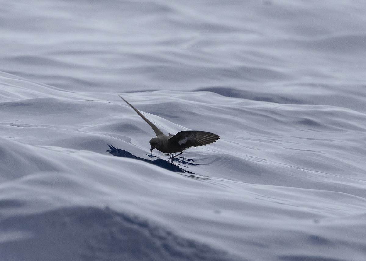 European Storm-Petrel - ML637016009