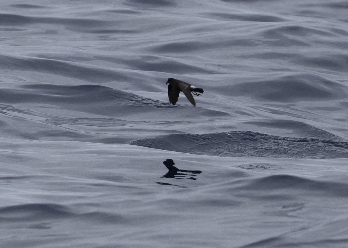 European Storm-Petrel - ML637016010