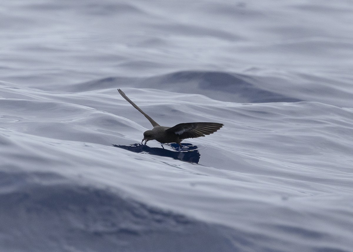 European Storm-Petrel - ML637016011