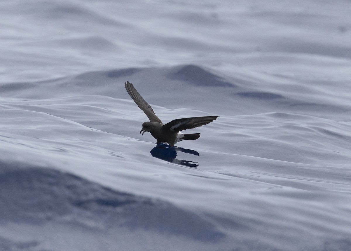 European Storm-Petrel - ML637016012