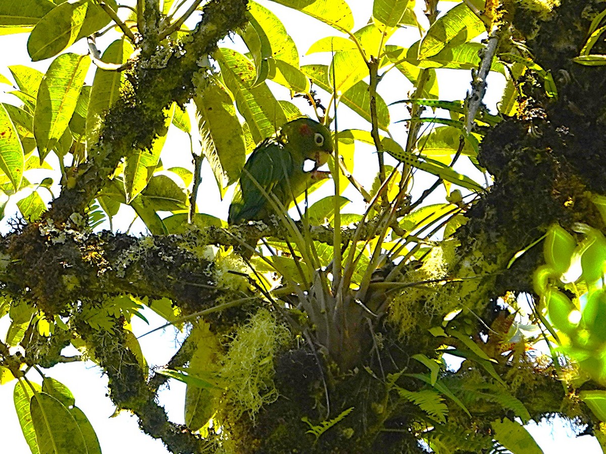 Sulphur-winged Parakeet - ML637016083