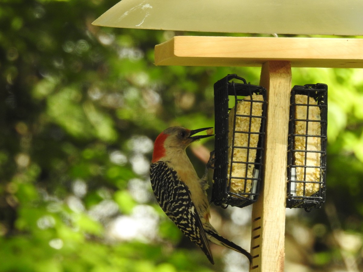 Red-bellied Woodpecker - ML637016090