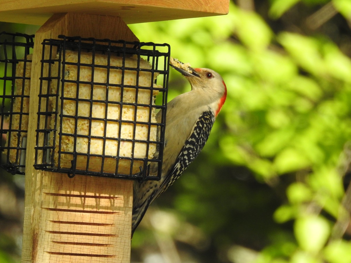 Red-bellied Woodpecker - ML637016094