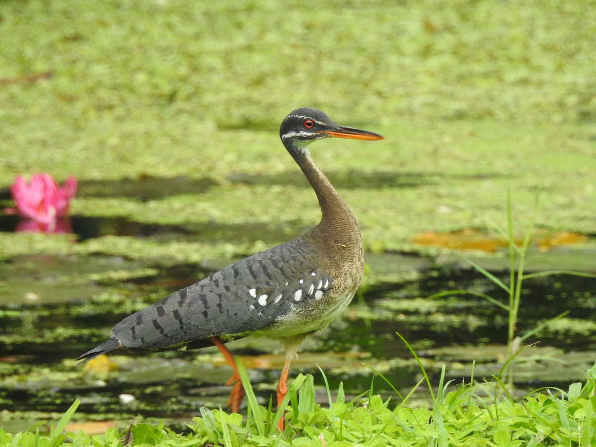 Sunbittern - ML637016289