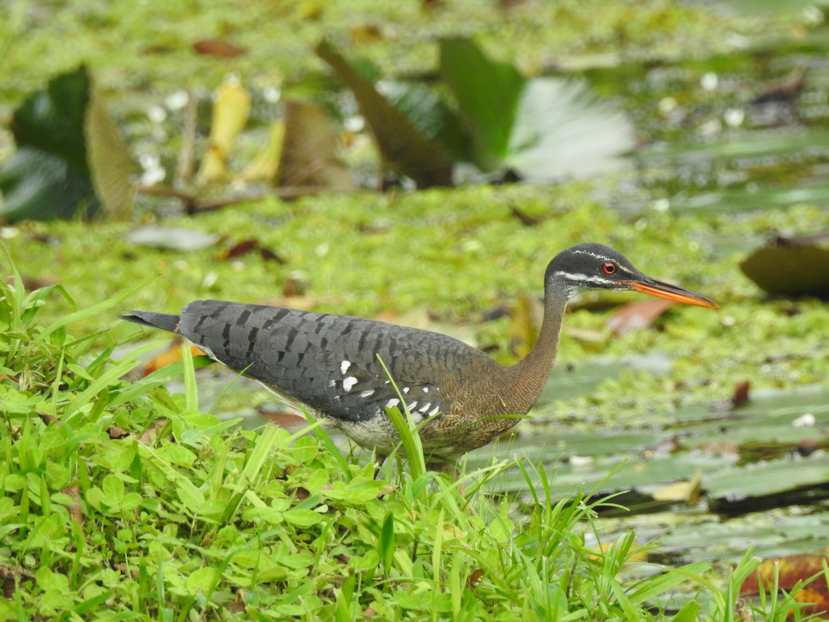 Sunbittern - ML637016290