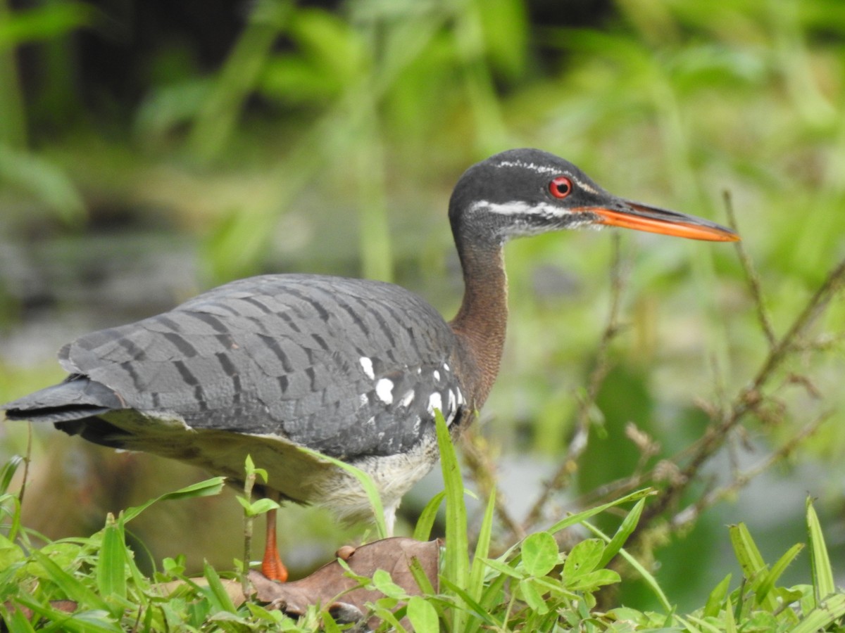 Sunbittern - ML637016291