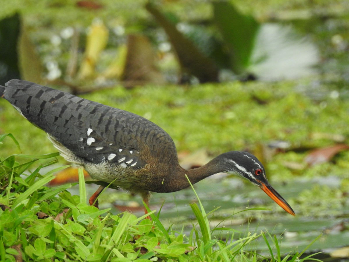 Sunbittern - ML637016292