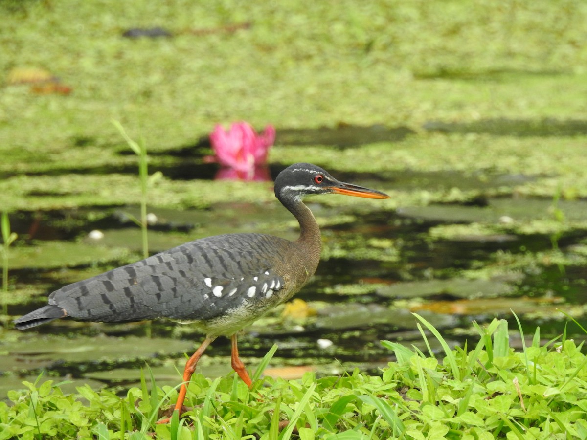 Sunbittern - ML637016293