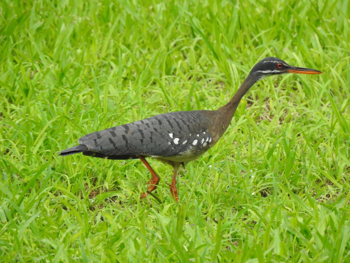 Sunbittern - ML637016294
