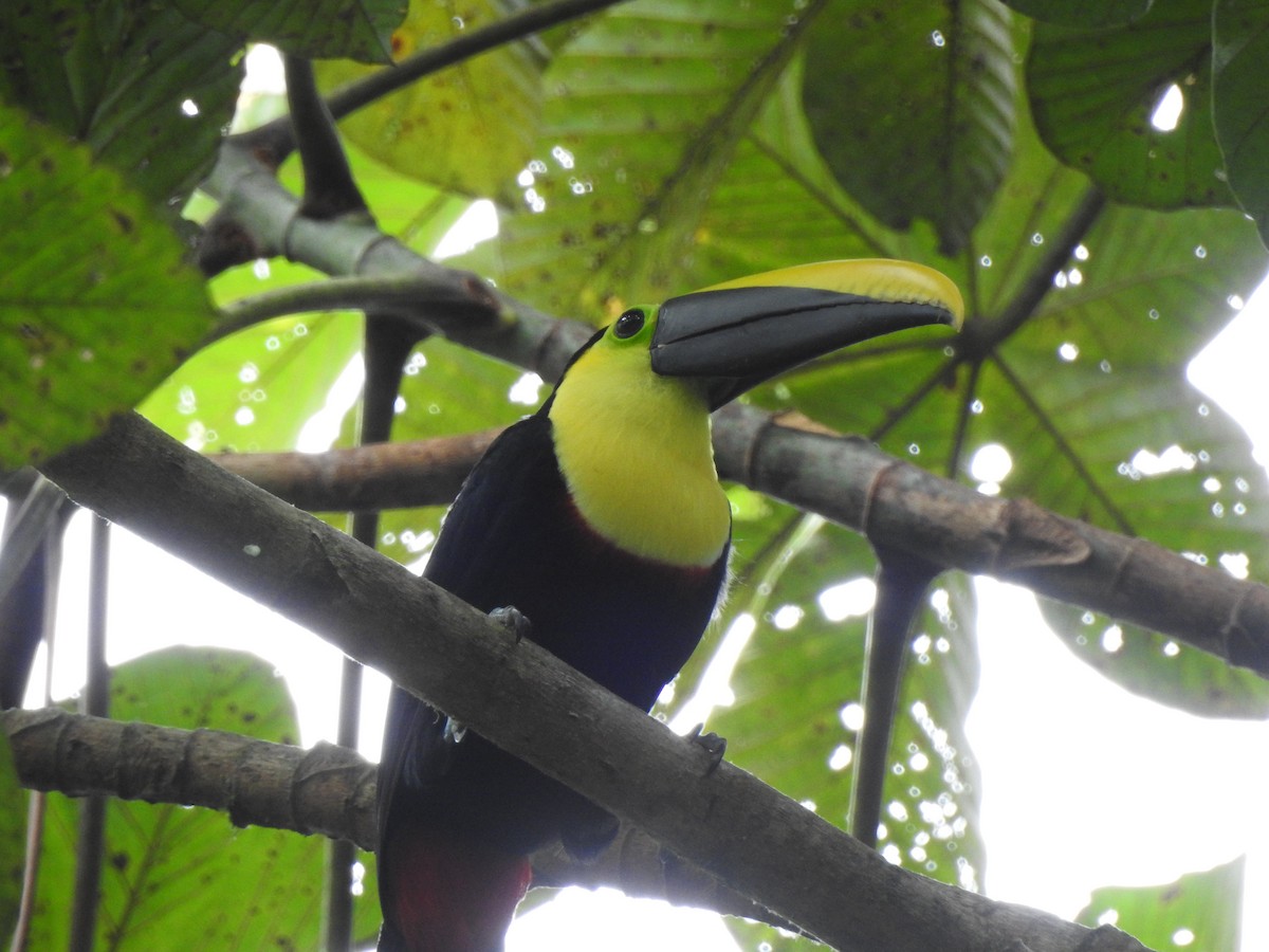 Choco Toucan - ML637016322