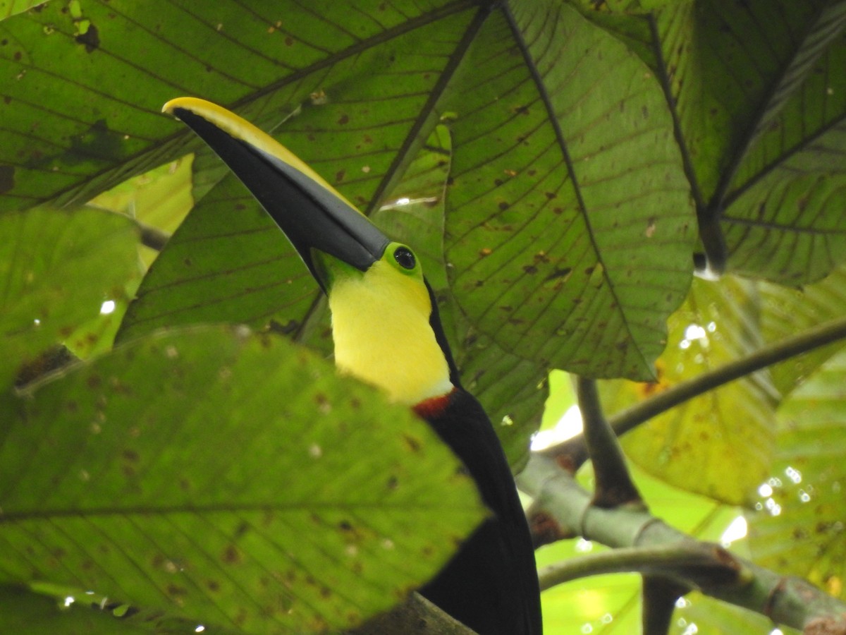 Choco Toucan - ML637016324