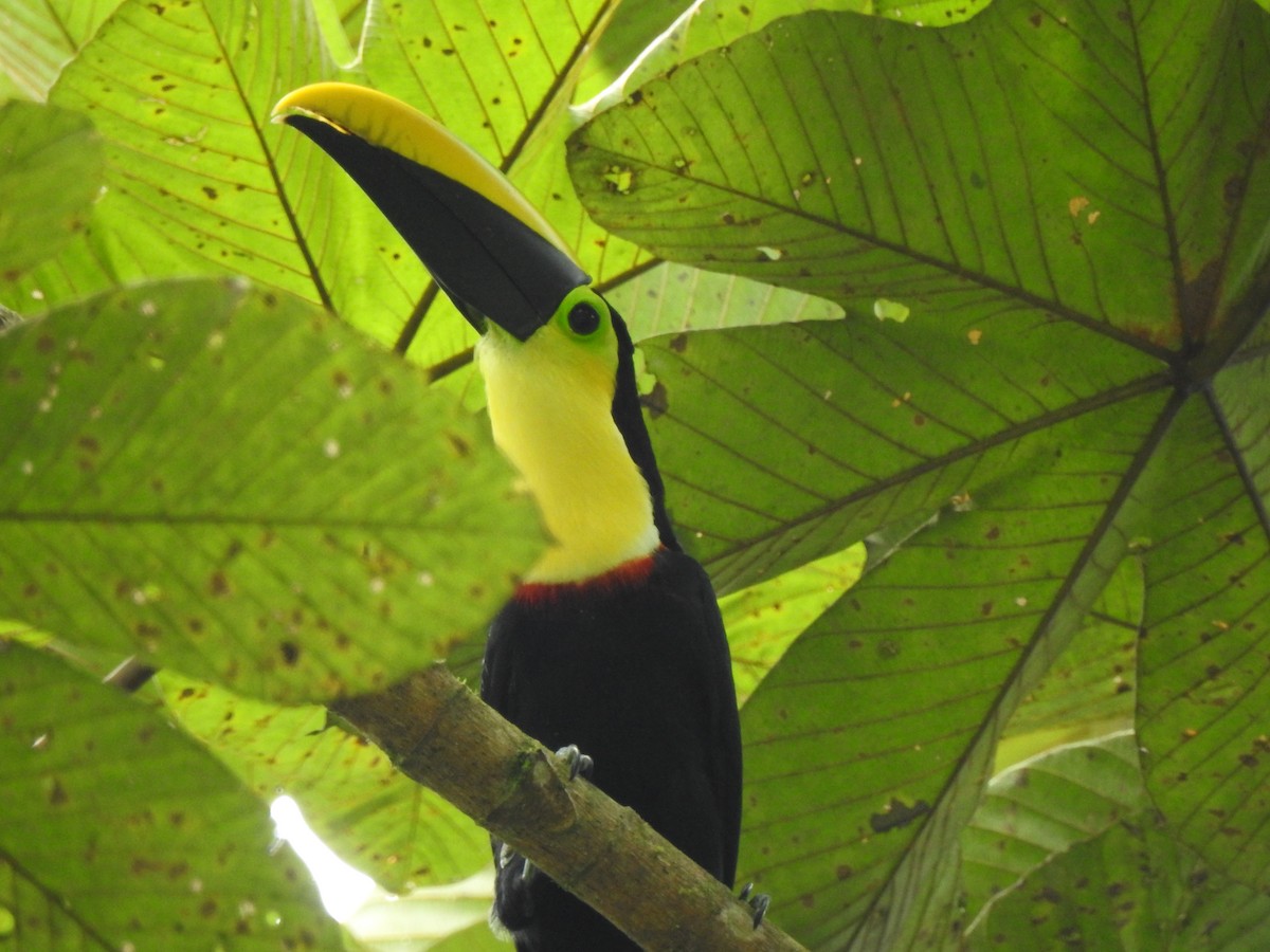 Choco Toucan - ML637016325