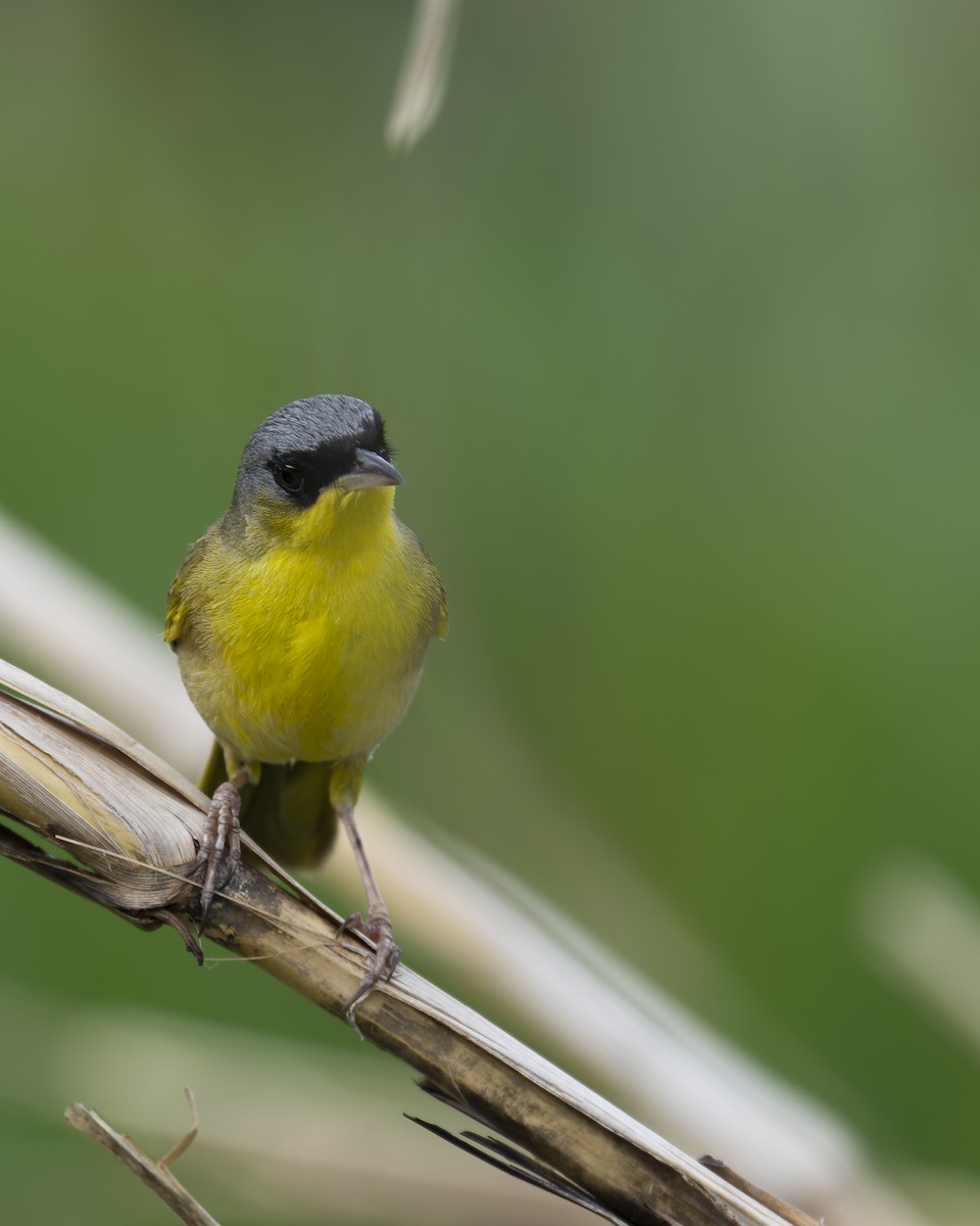 Gray-crowned Yellowthroat - ML637016354