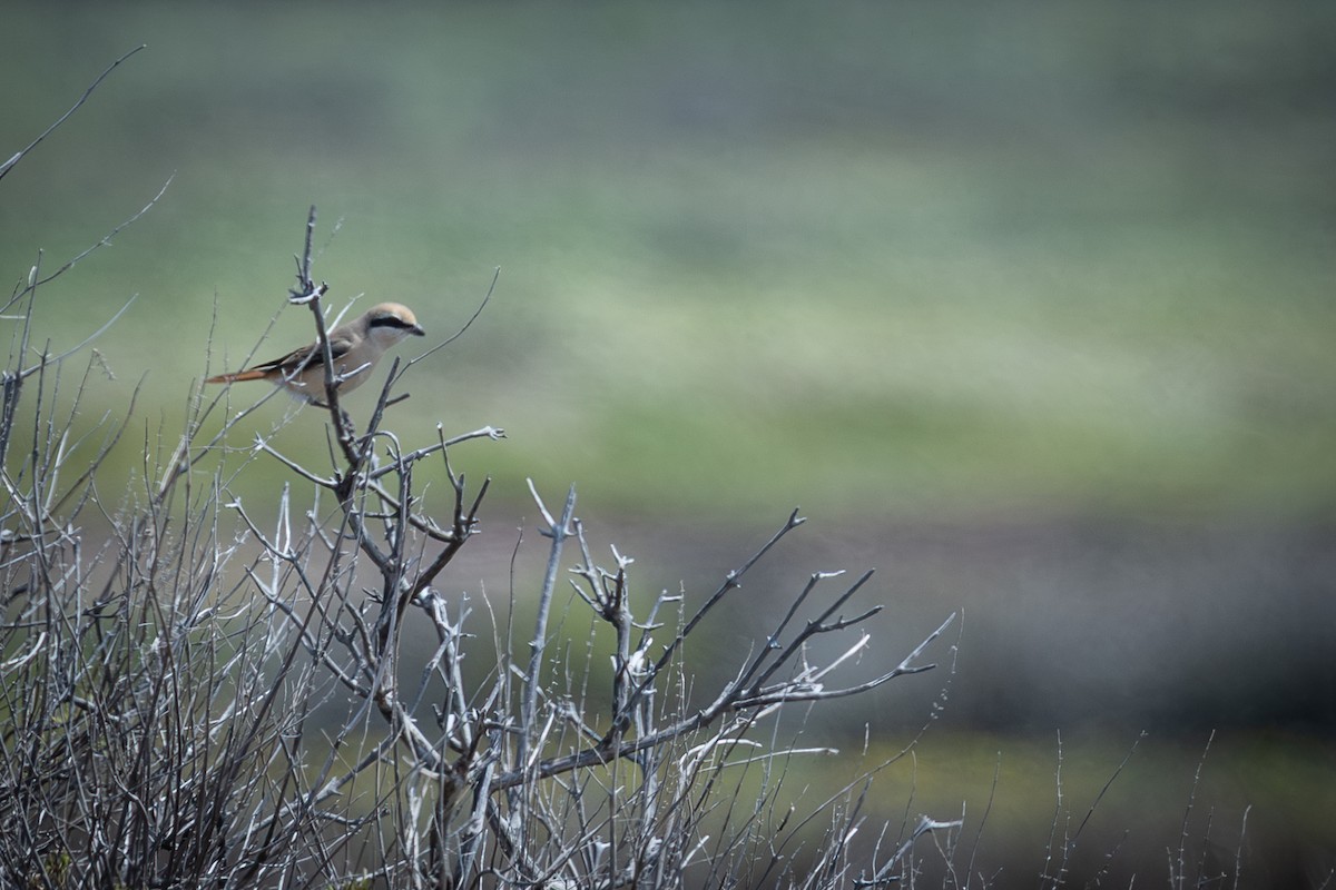 Isabelline Shrike - ML637016359