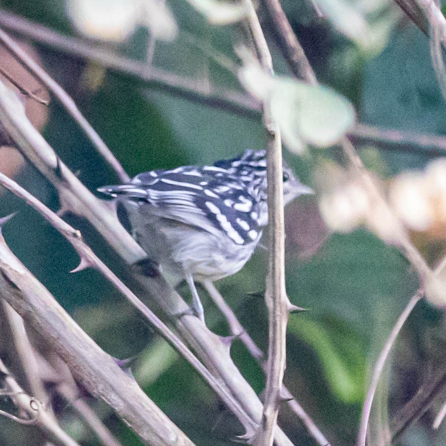 Amazonian Streaked-Antwren - ML637016373