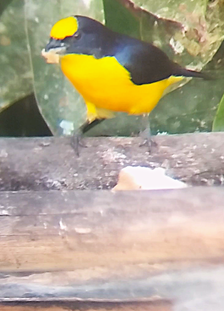 Thick-billed Euphonia - ML637016390