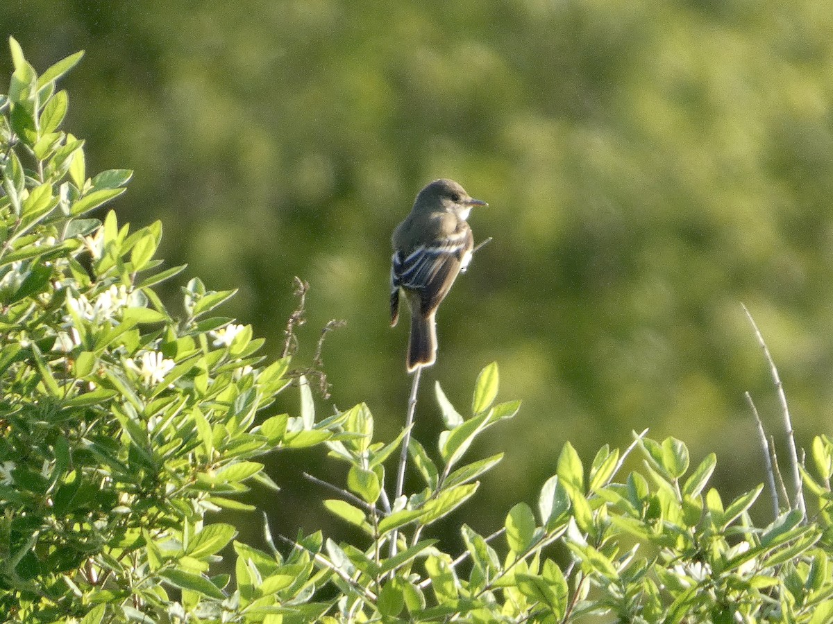 Willow Flycatcher - ML637016508