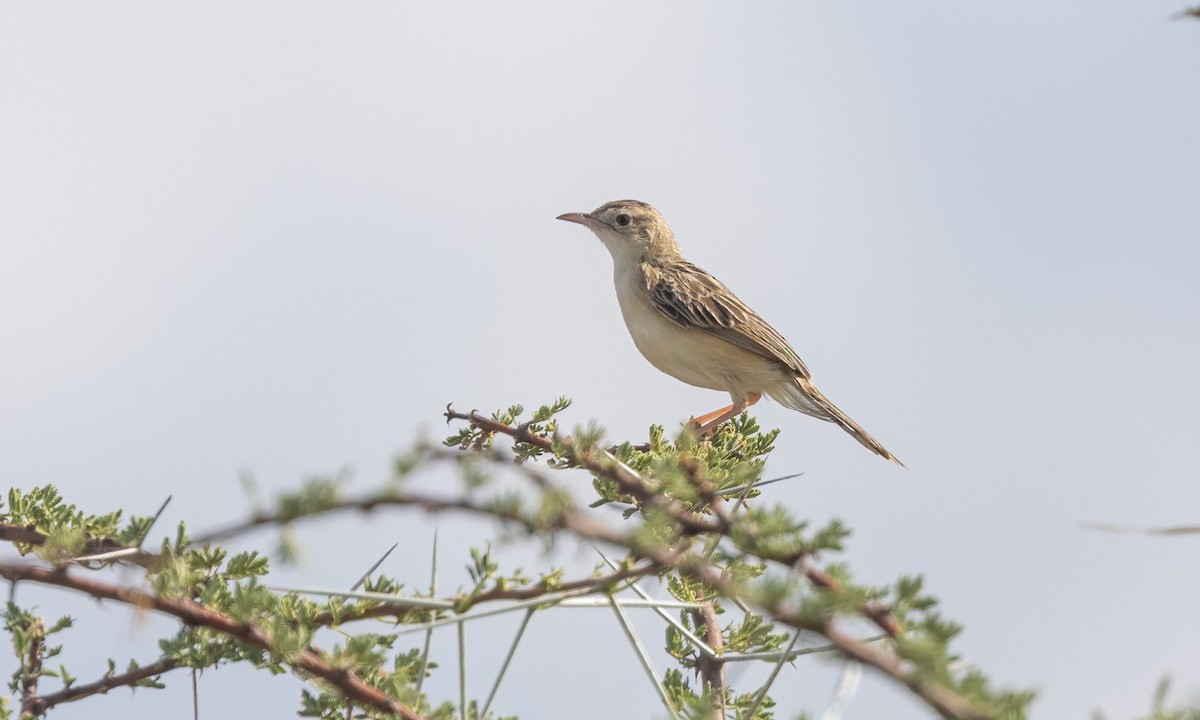 Cistícola del Kalahari - ML637016511
