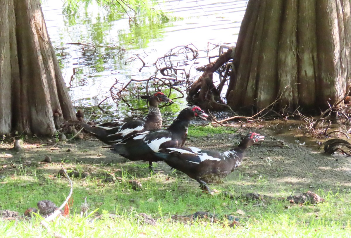 Canard musqué (forme domestique) - ML637016514