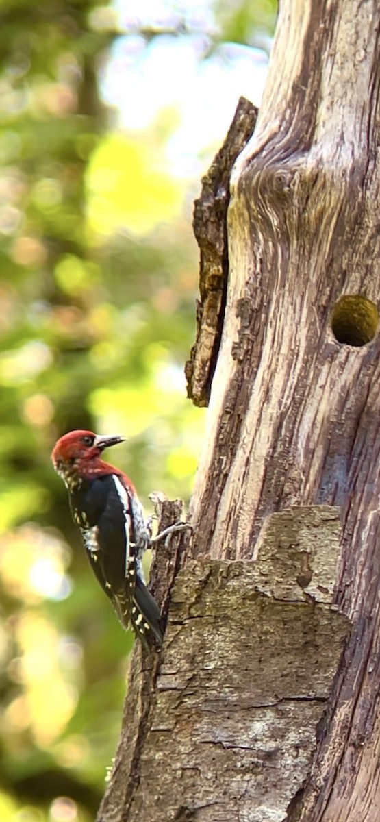 Sphyrapicus sp. - ML637016722