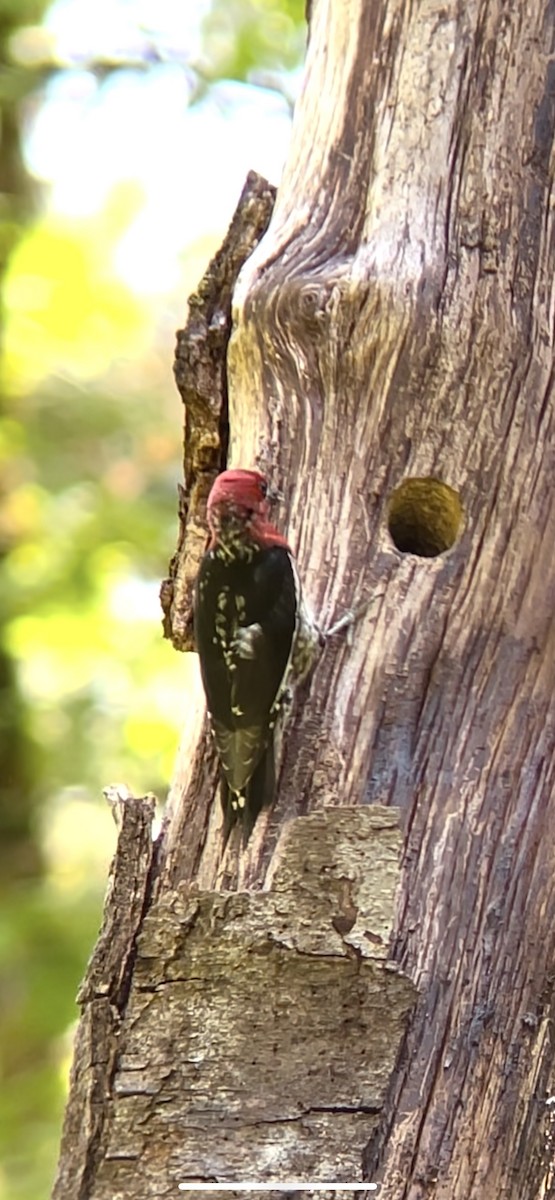 Sphyrapicus sp. - ML637016740