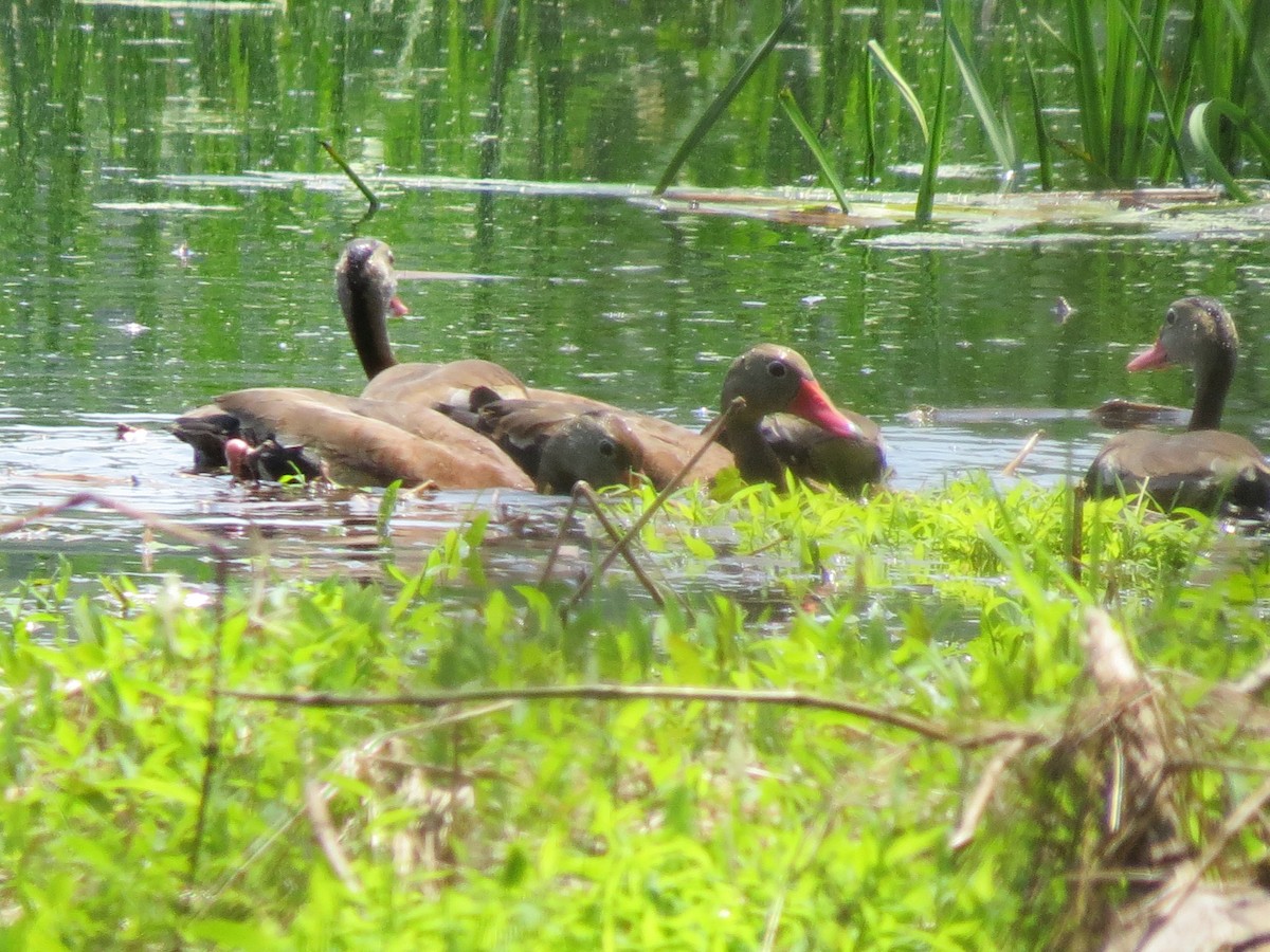 eBird Checklist - 3 Jun 2025 - Wallkill River NWR--Liberty Marsh ...