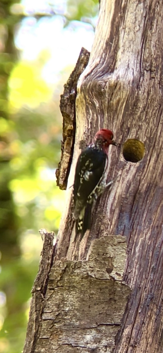 Sphyrapicus sp. - ML637016762