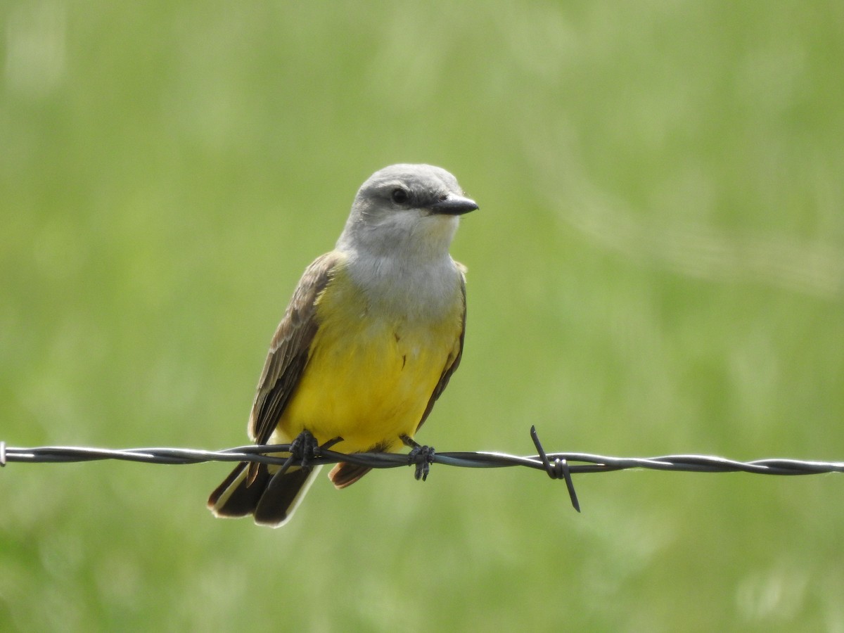 Western Kingbird - ML637016939