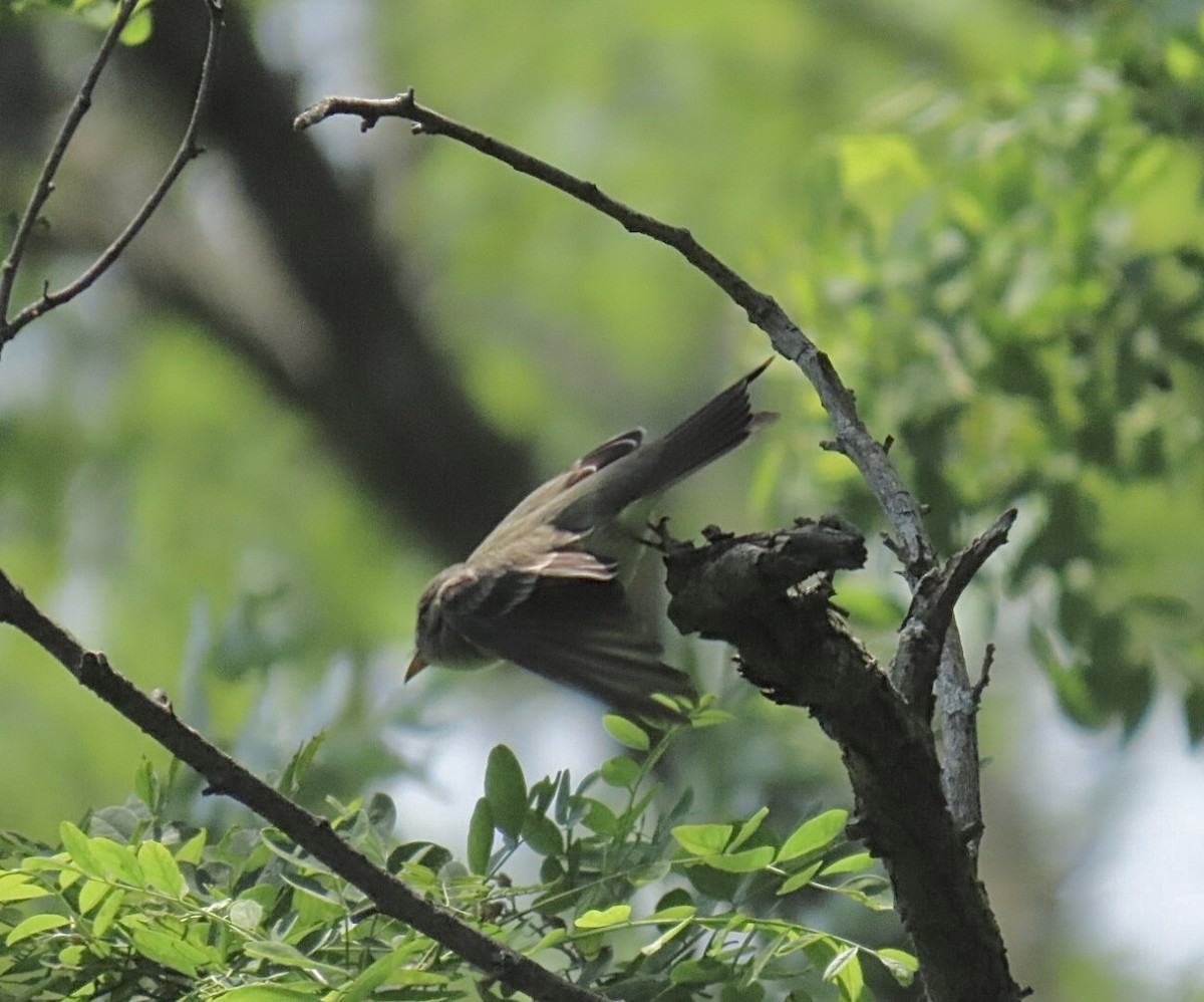 Eastern Wood-Pewee - ML637016944