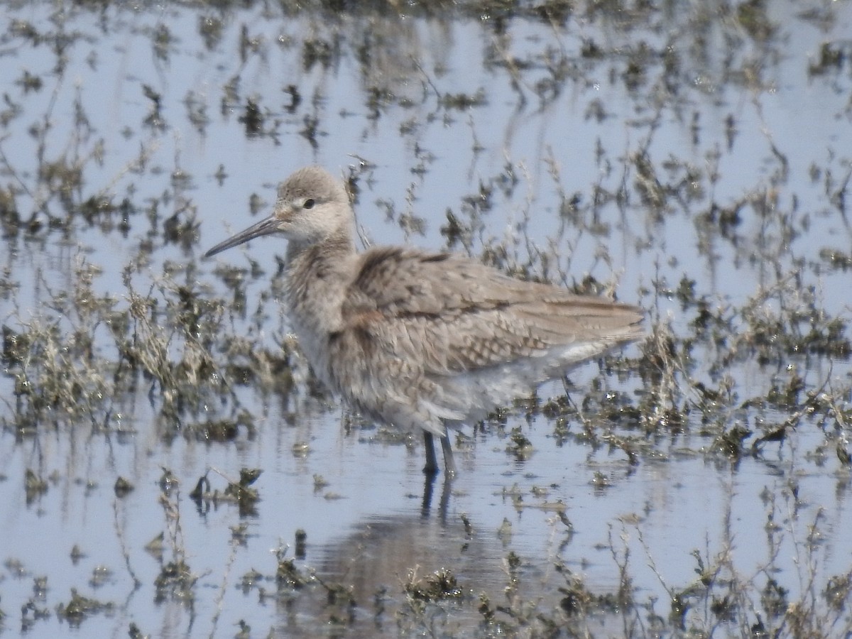 Willet - ML637016954