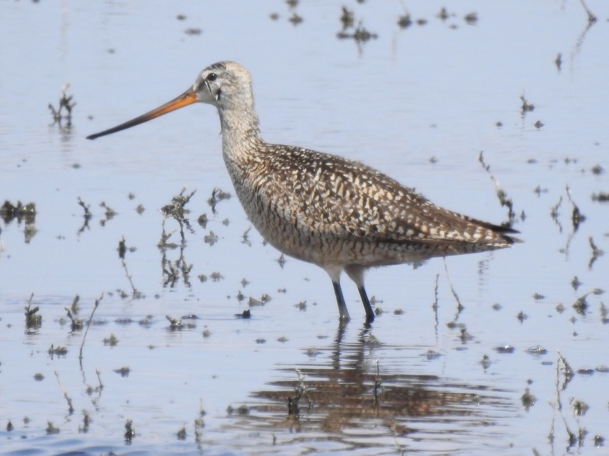 Marbled Godwit - ML637016967