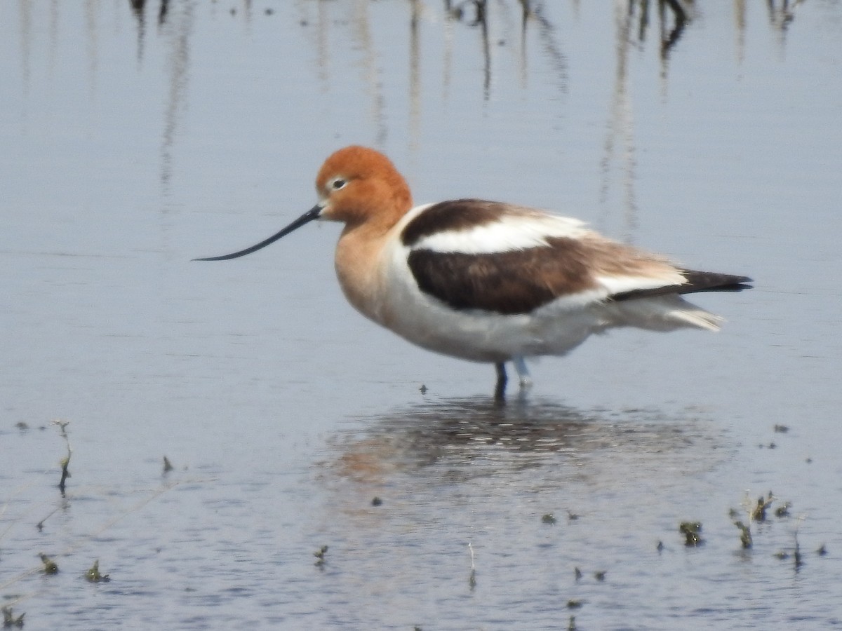 American Avocet - ML637016978
