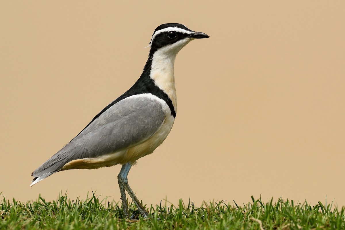 Egyptian Plover - ML637017128