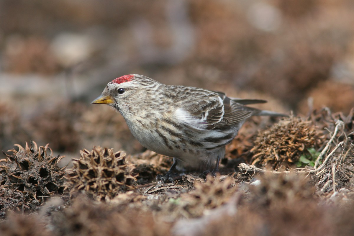 Redpoll (Common) - ML637017225