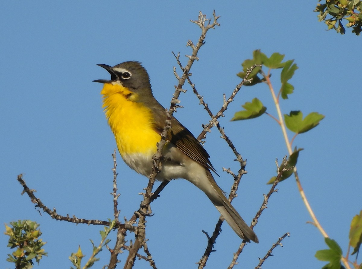 Yellow-breasted Chat - ML637017269