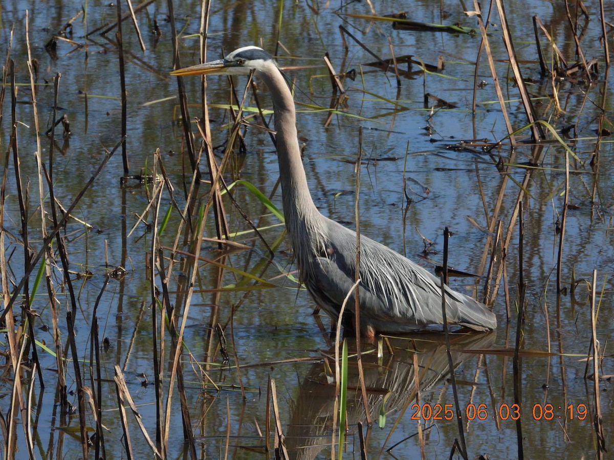 Great Blue Heron - ML637017386