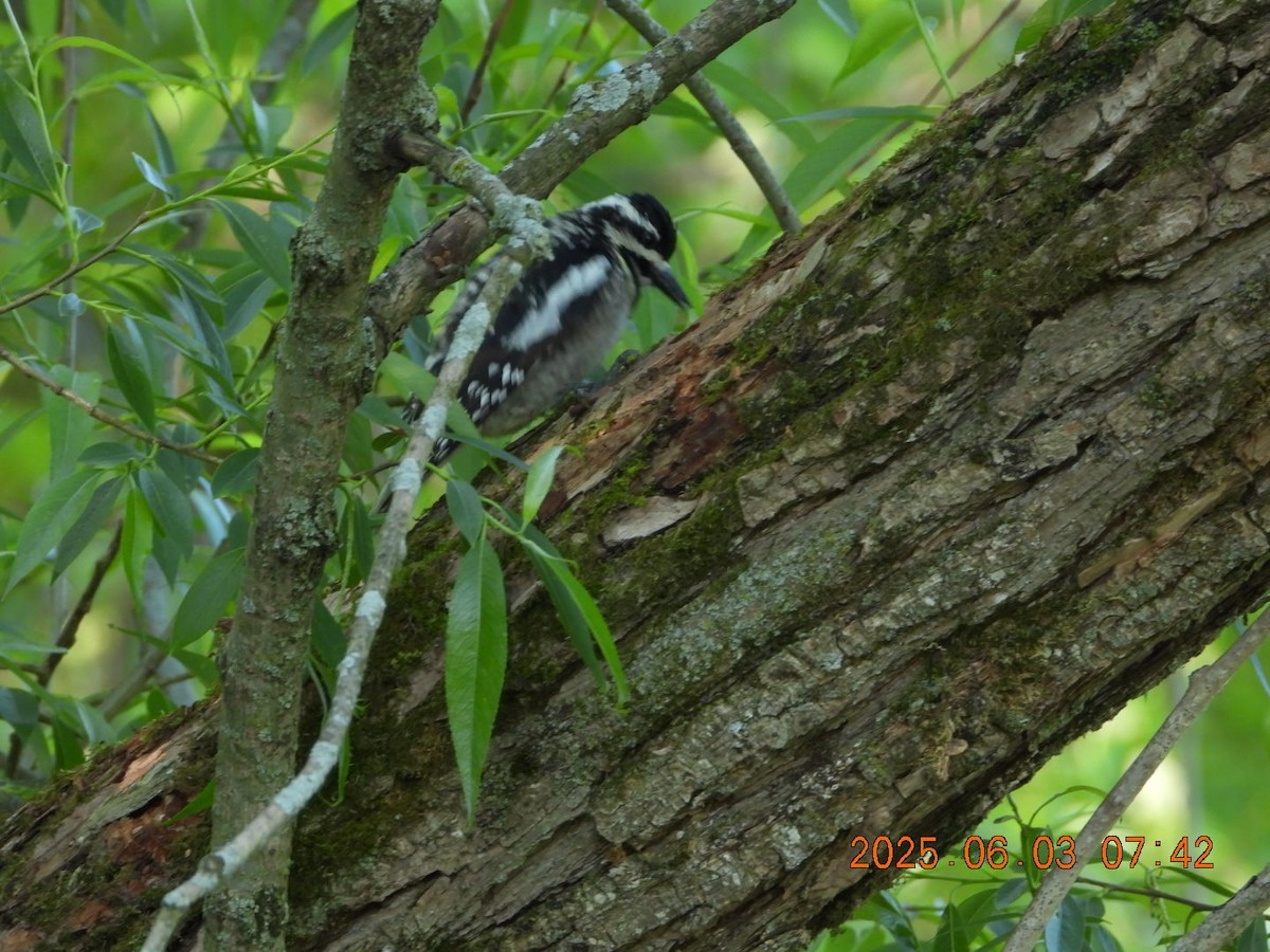 Yellow-bellied Sapsucker - ML637017394
