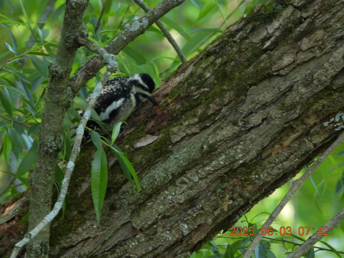 Yellow-bellied Sapsucker - ML637017395