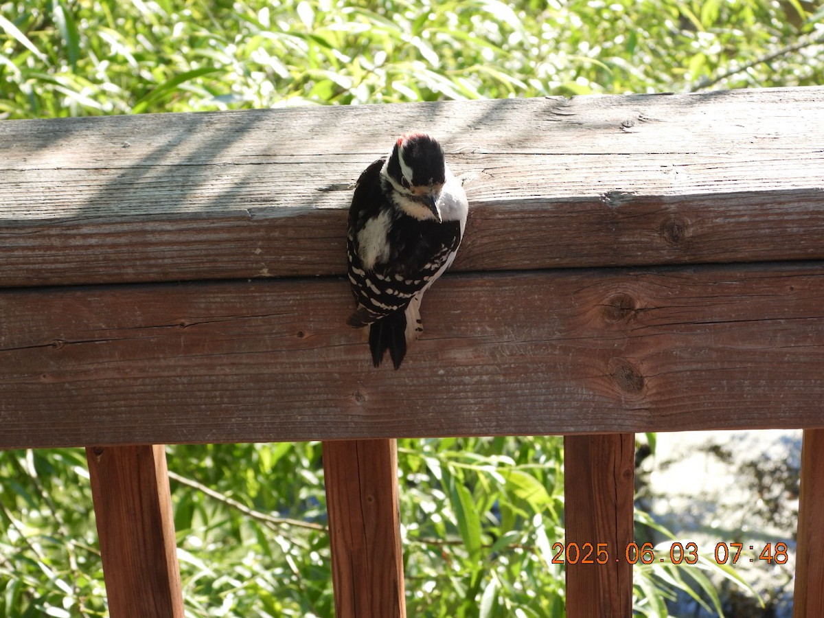 Downy Woodpecker - ML637017411