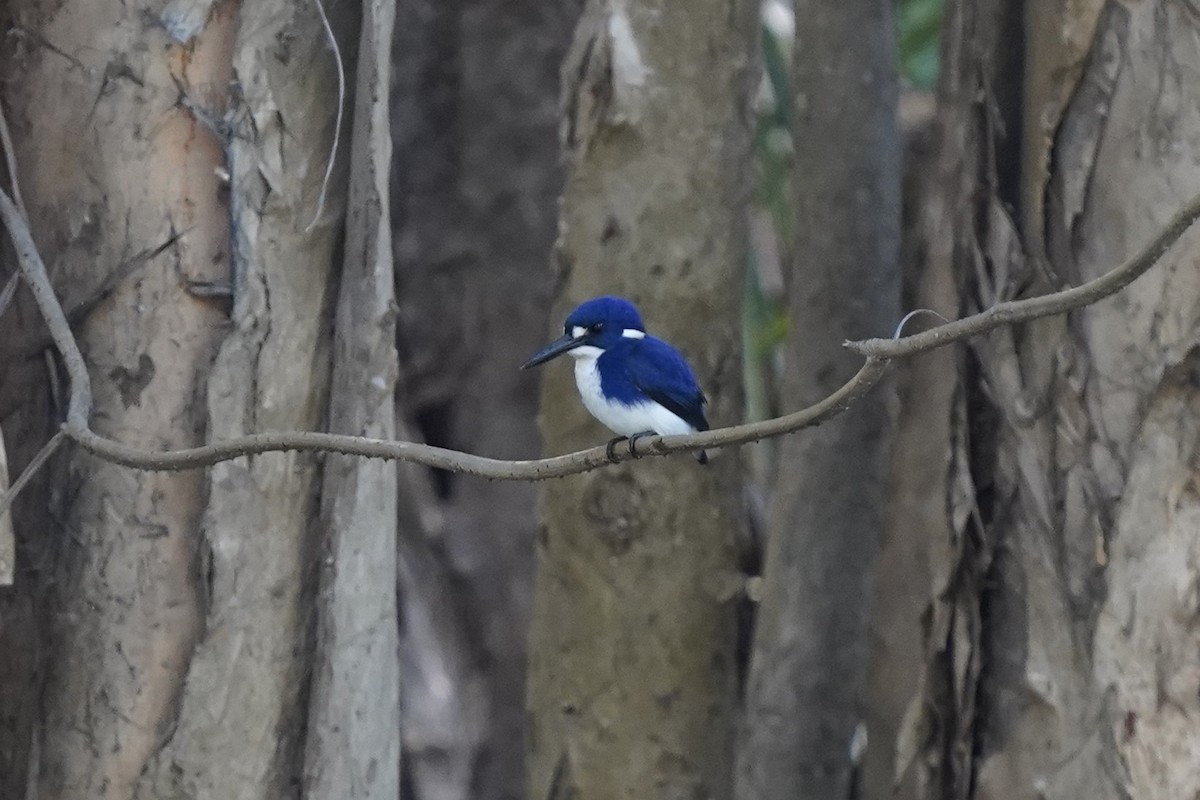 Little Kingfisher - ML637017413