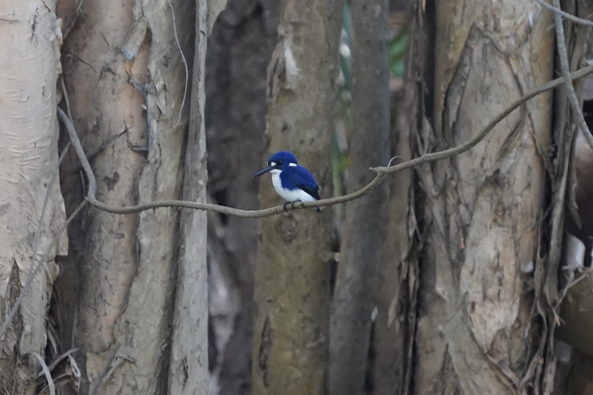 Little Kingfisher - ML637017414